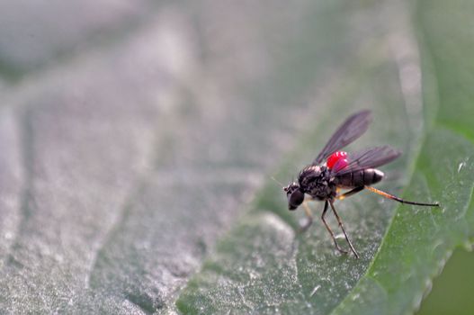 An image of macro of a bug 
