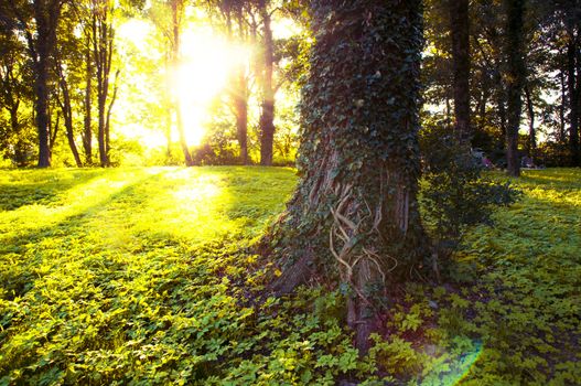 An image of Forest in the morning with sunrays
