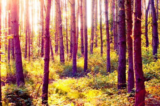 An image of Forest in the morning with sunrays