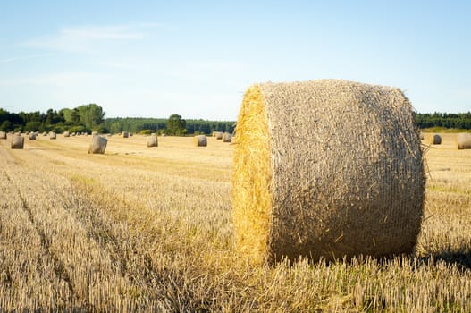 An image of straw bales on harvested field