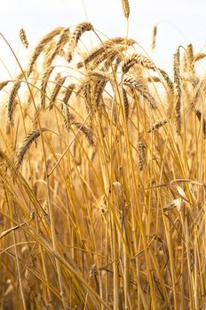 Mature wheat ready for harvest in the early summer