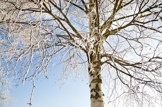 An image of tree covered by a snow in winter time
