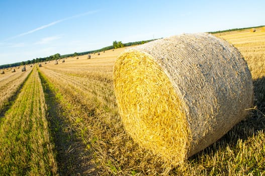 An image of straw bales on harvested field