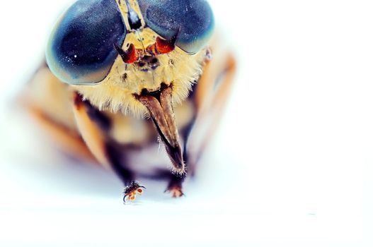An image of macro of a bug 
