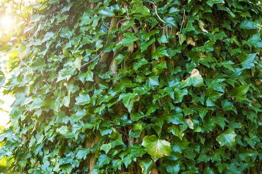 An image of background of ivy-clad tree with sunrays