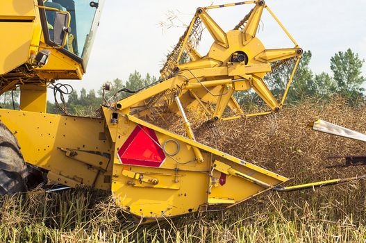 An image of combine harvesting rape