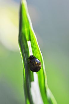 An image of macro of a bug 