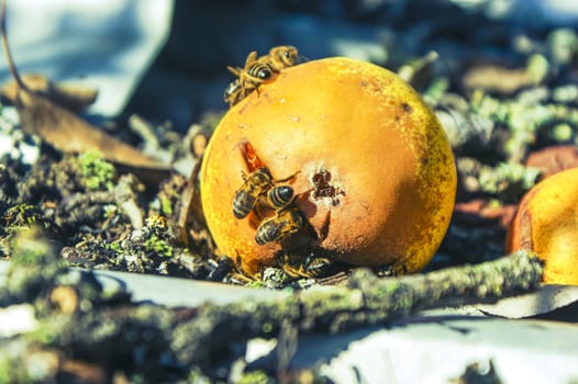 An image of many wasp eaten mature pear