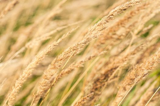 An image of dried grass