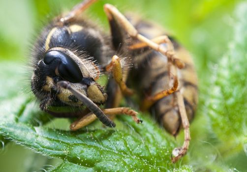 An image of macro of a bug 