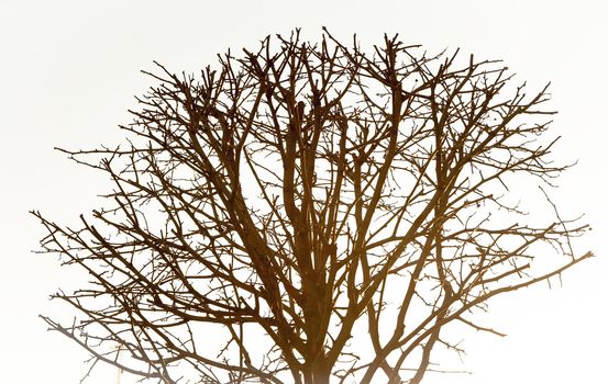 An image of tree without leaves on white