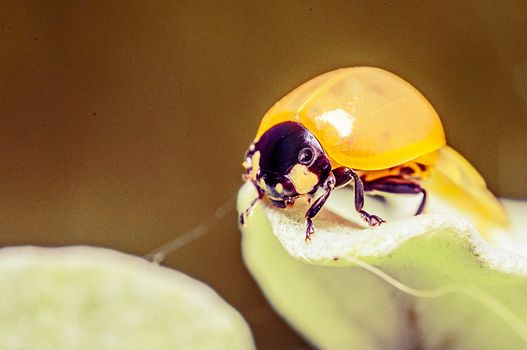 An image of macro of a bug 