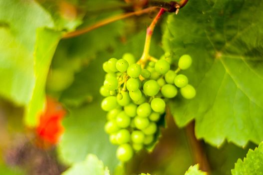 Bunch of grapes on grapevine. Shallow DOF