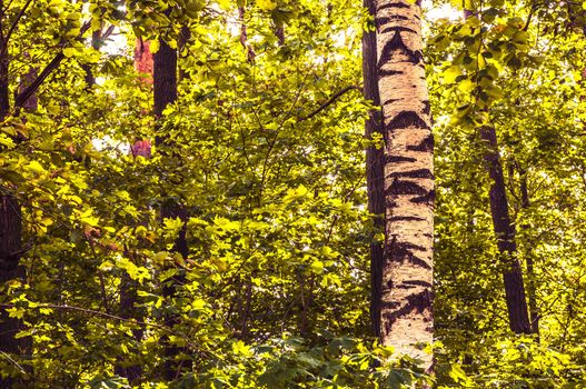 An image of autumn forest