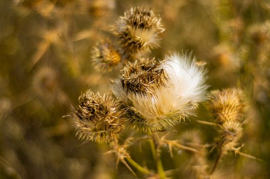 An image of carduus plant