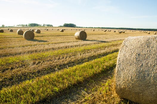 An image of straw bales on harvested field