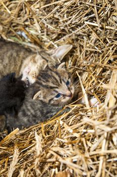An image of young cats in the barn lying on the straw