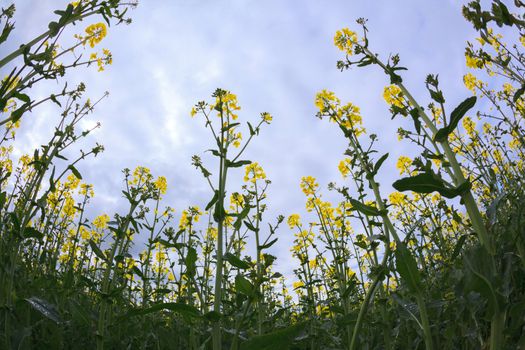 Yellow Canola oil seed flower Field
