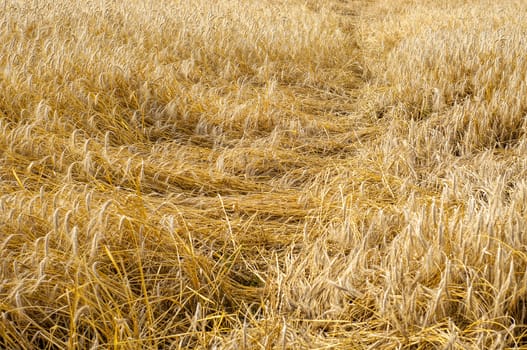 An image of mature wheat beaten down by a rain