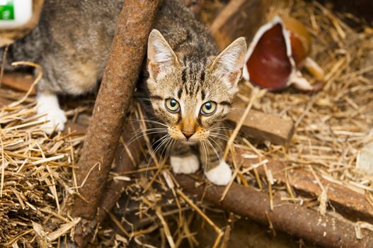 An image of young cats in the barn lying on the straw