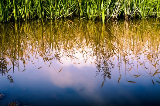 An image of plants in the water