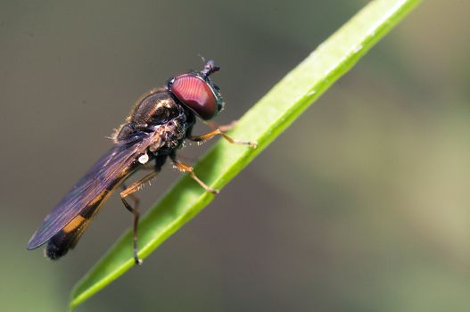 An image of macro of a bug 