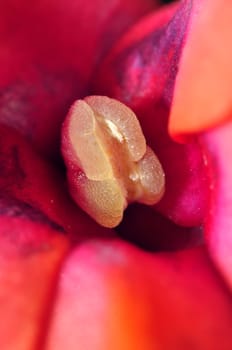 An image of pink flower details. Close up