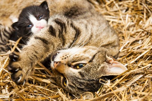 An image of young cats in the barn lying on the straw