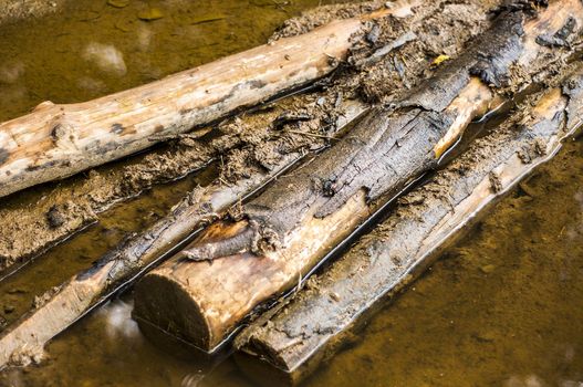 An image of wood lying in the water
