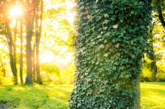 An image of Forest in the morning with sunrays