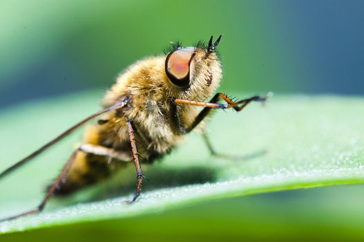 An image of macro of a bug 