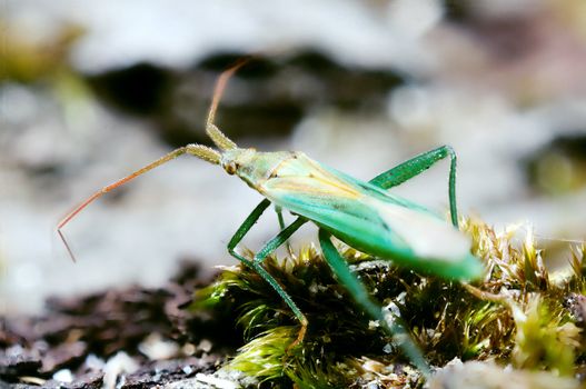 An image of macro of a bug 