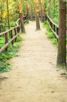 An image of the pathway in the wood