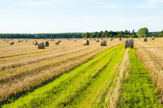 An image of straw bales on harvested field