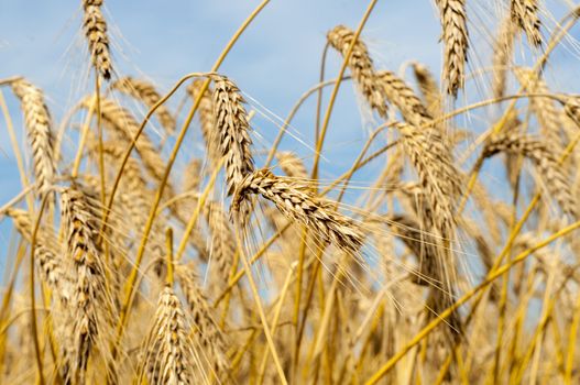 Mature wheat ready for harvest in the early summer