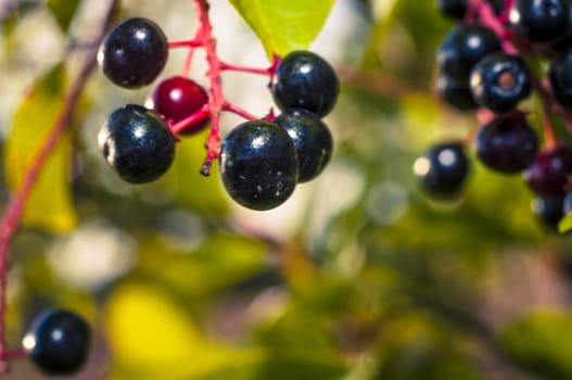 An image of aronia fruits