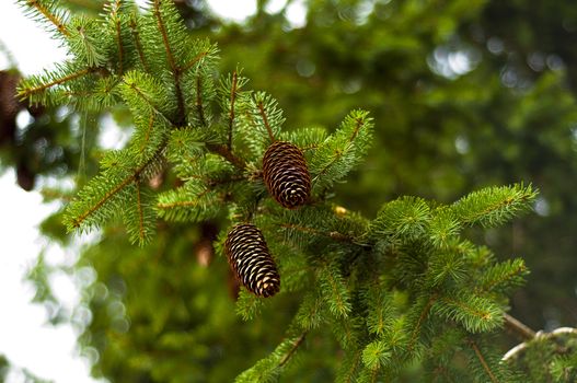 Spruce branch full of cones