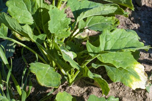 An image of rapeseed plant