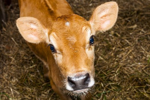 An image of young jersey cow stands in the barn