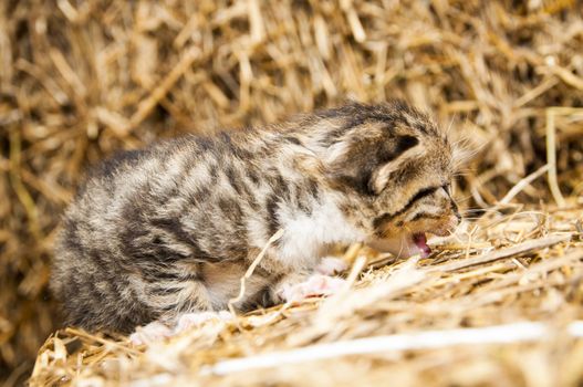 An image of young cats in the barn lying on the straw