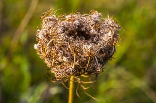An image of dried plant