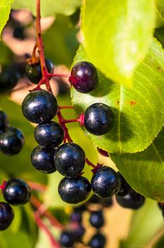 An image of aronia fruits