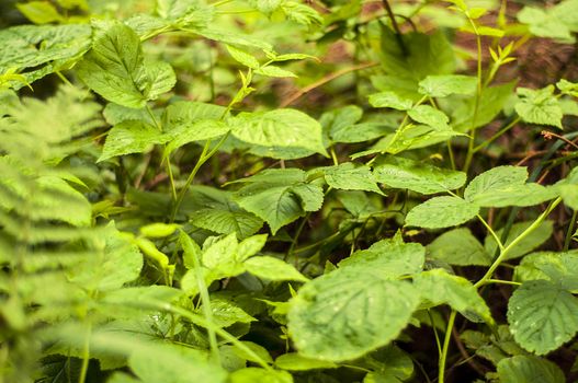 An image of black raspberry plant in the forest