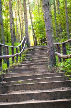 An image of the pathway in the wood