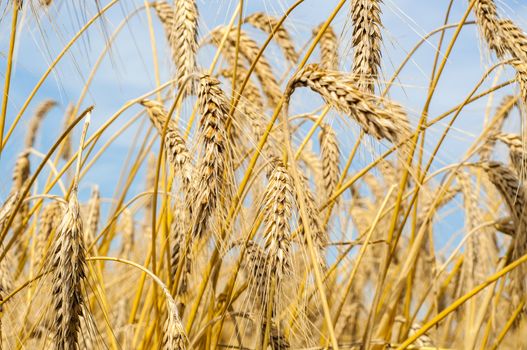 Mature wheat ready for harvest in the early summer