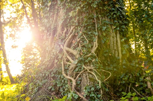 An image of ivy-clad tree