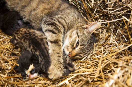 An image of young cats in the barn lying on the straw