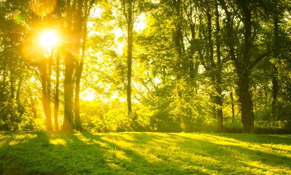 An image of Forest in the morning with sunrays