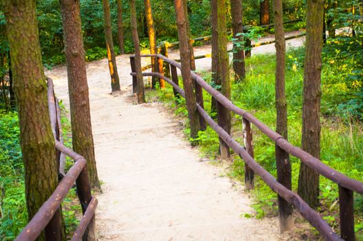 An image of the pathway in the wood