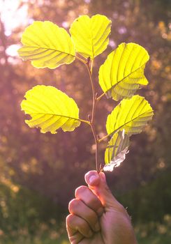 An image of leaf close up